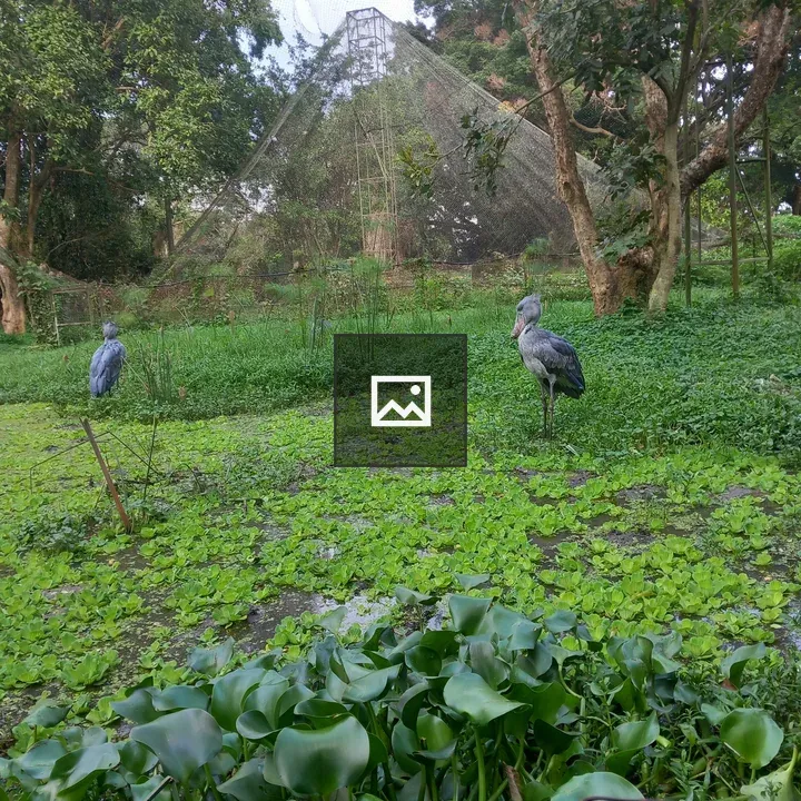 Shoebills at Entebbe Zoo