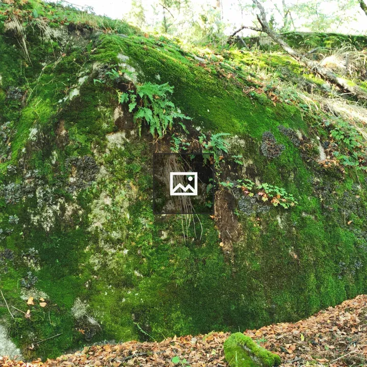 Rock and moss
