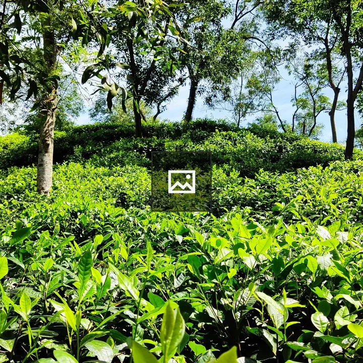 Tea garden in Sylhet landscape