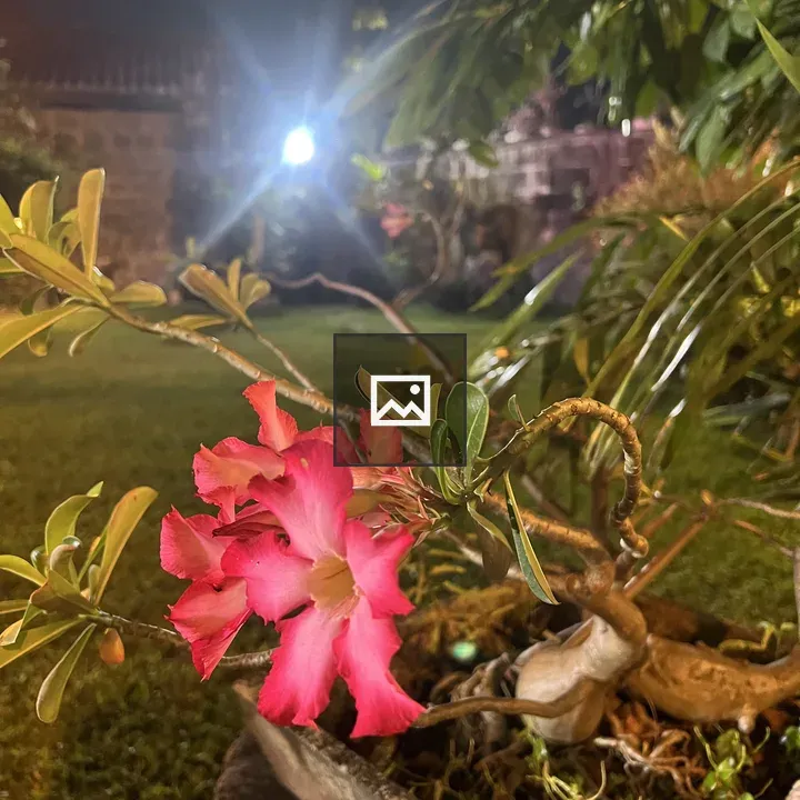 Pink Adenium Desert Rose