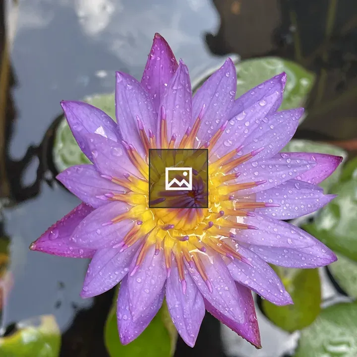 Rain drops on water lily