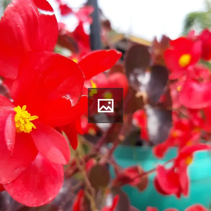 Red flowers in Lembang scene