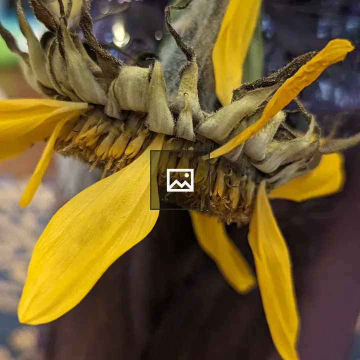 Wilted sunflower side