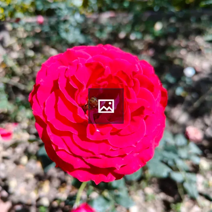 Red rose with tiny insect