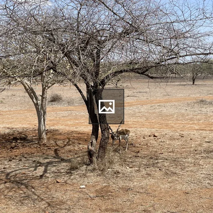 Deer with Swirly Horns under Leafless Tree