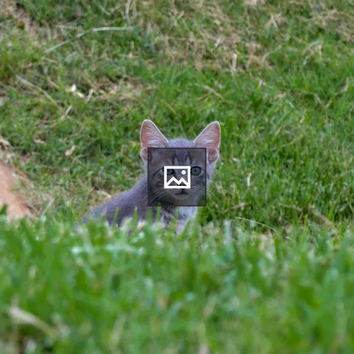Gray kitten peeking over hill