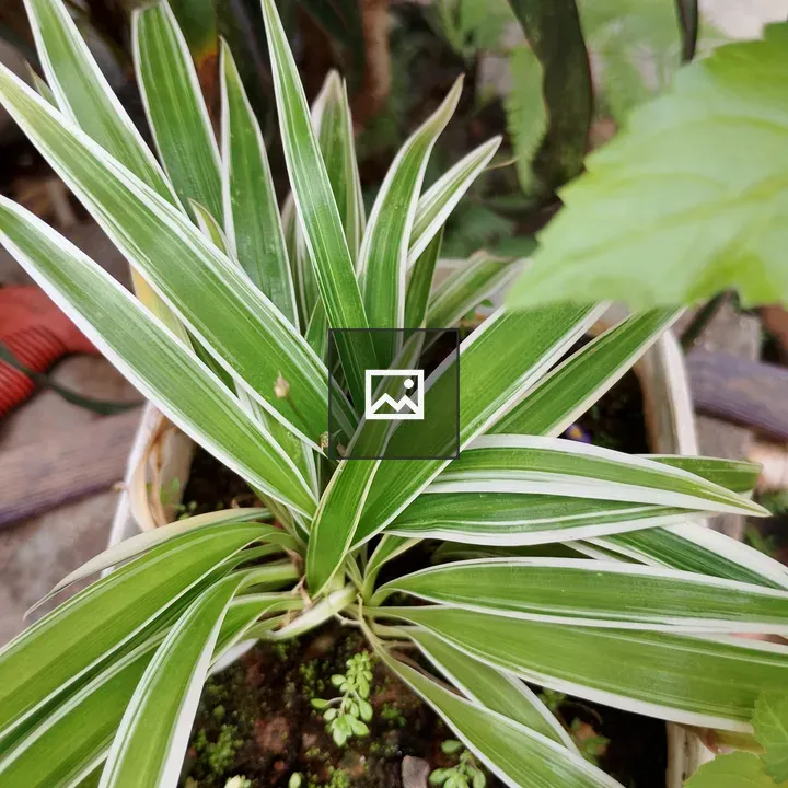 Decorative plant in pot