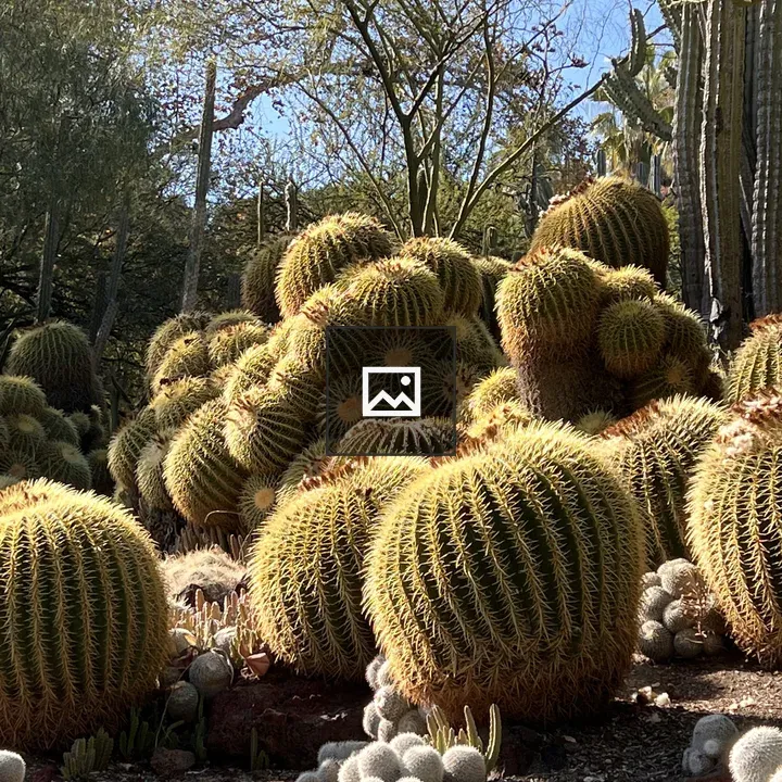 Cactus in Huntington Gardens