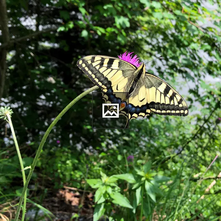 Swallowtail Butterfly near Rhine