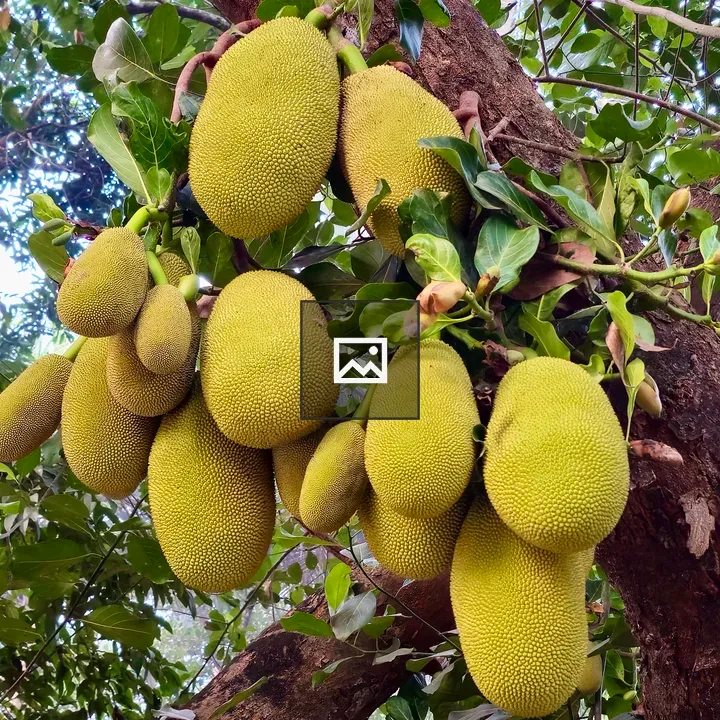 Jackfruits in a Green Canopy