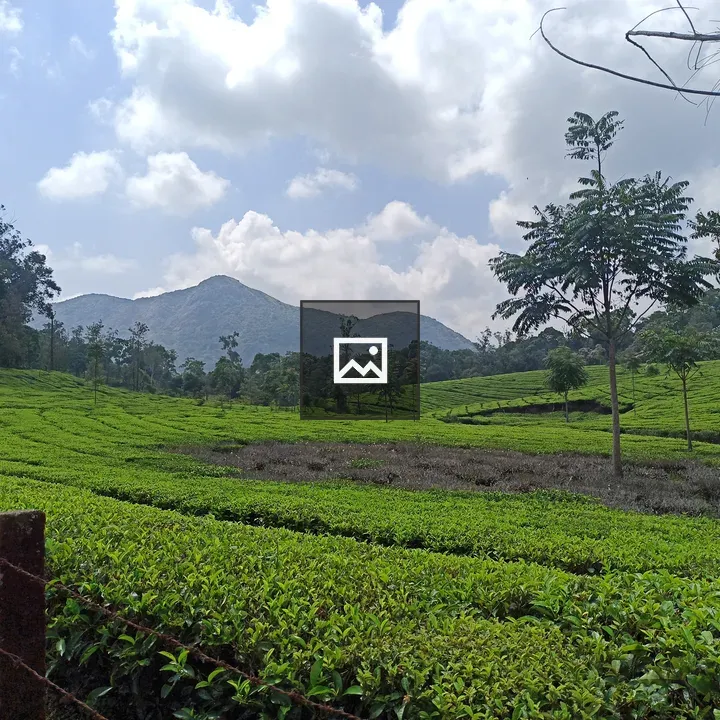 Tea field to horizon
