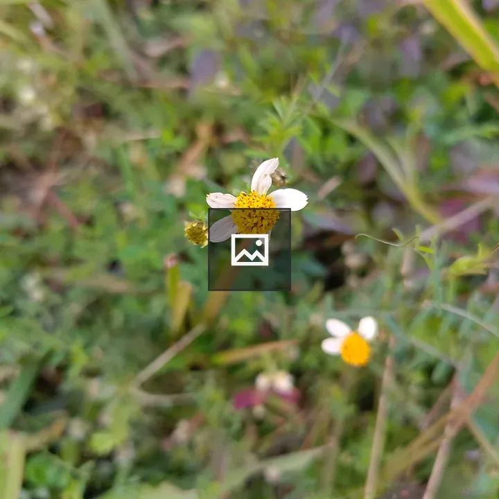 Flower with white petals and yellow center
