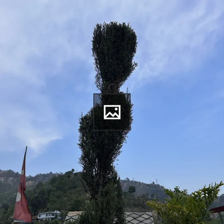 Tall tree with bushy top