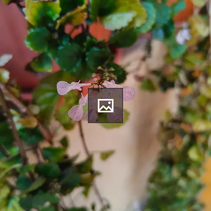 Small pink flowers among green leaves