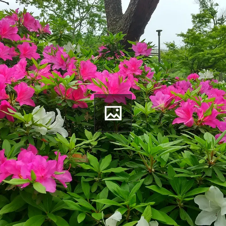 Azalea flower patch in garden