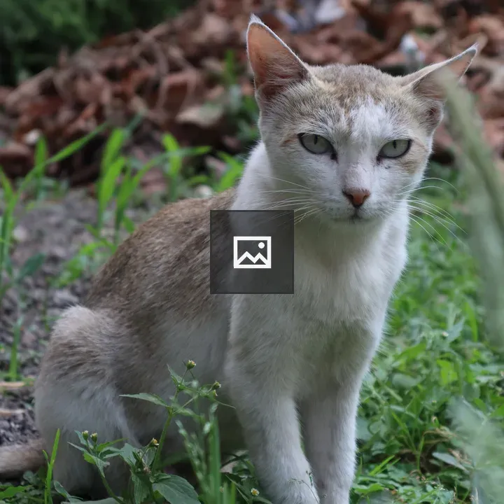 Cat from ThemeGrill HQ