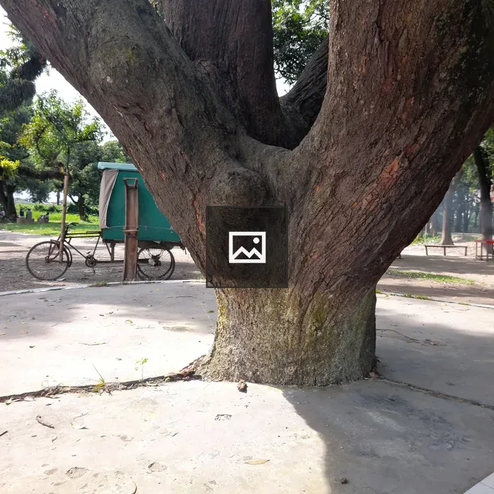 Tree trunk in sunlit park