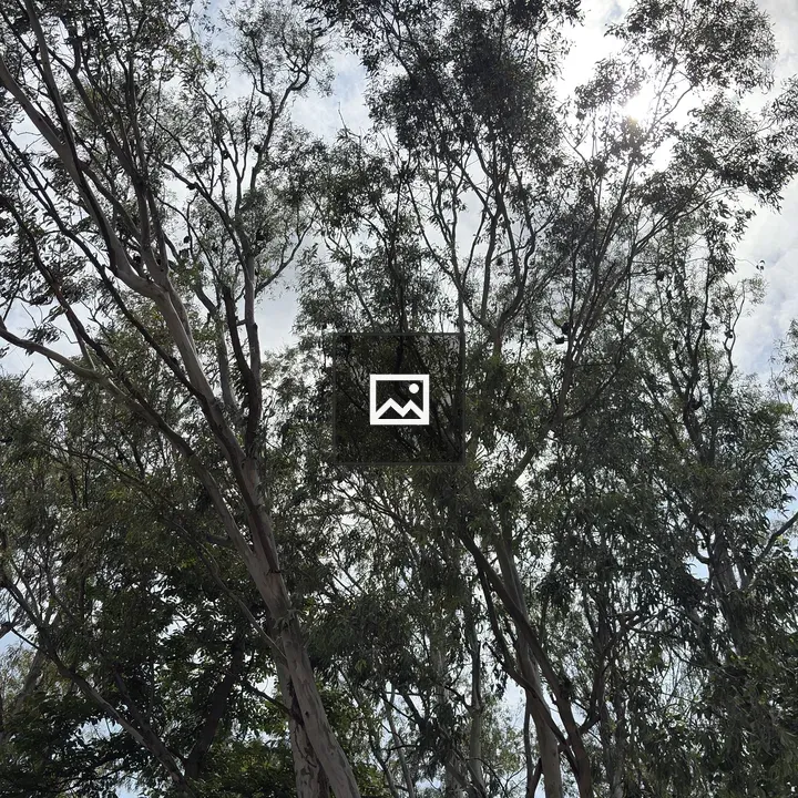 Tall trees with green leaves