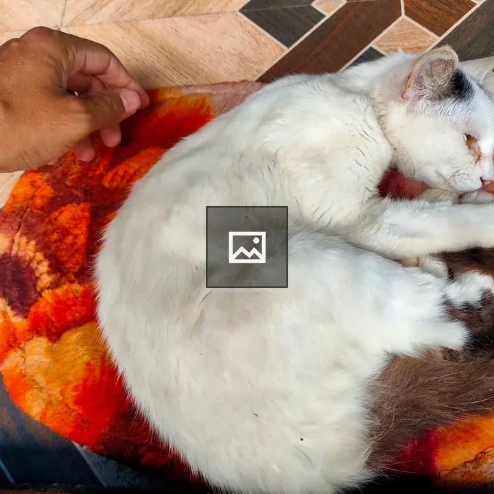 White cat sleeping on colorful mat