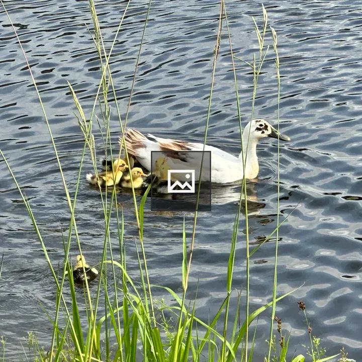 Momma duck and ducklings on pond