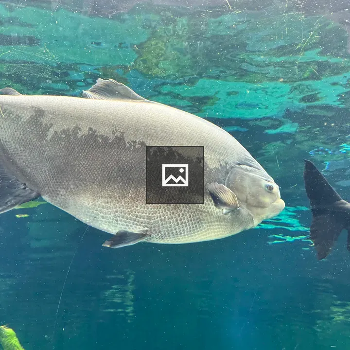 Two dark grey fish swimming