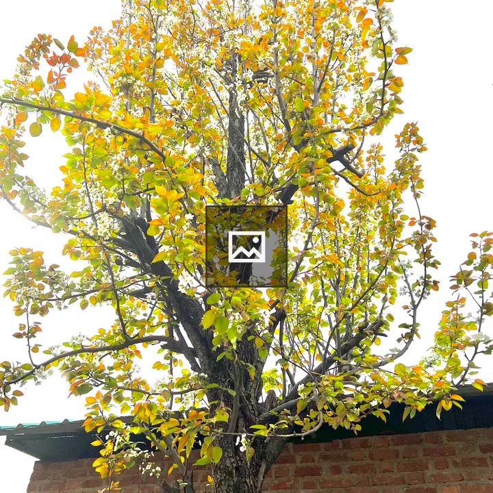 Autumn-Colored Tree in Portrait