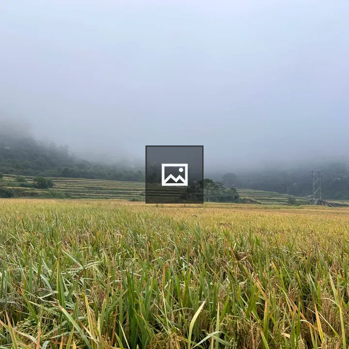 Paddy Field with Foggy Background
