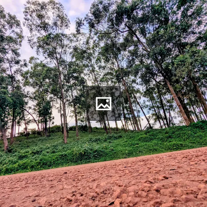 Wooded hillside dirt road scene