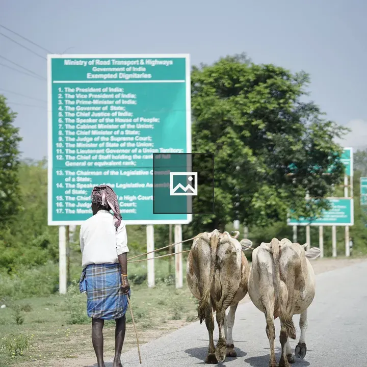 Back shot of cattle with a man
