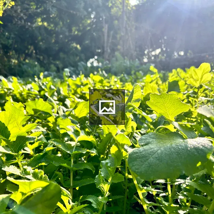 Spinach fields landscape