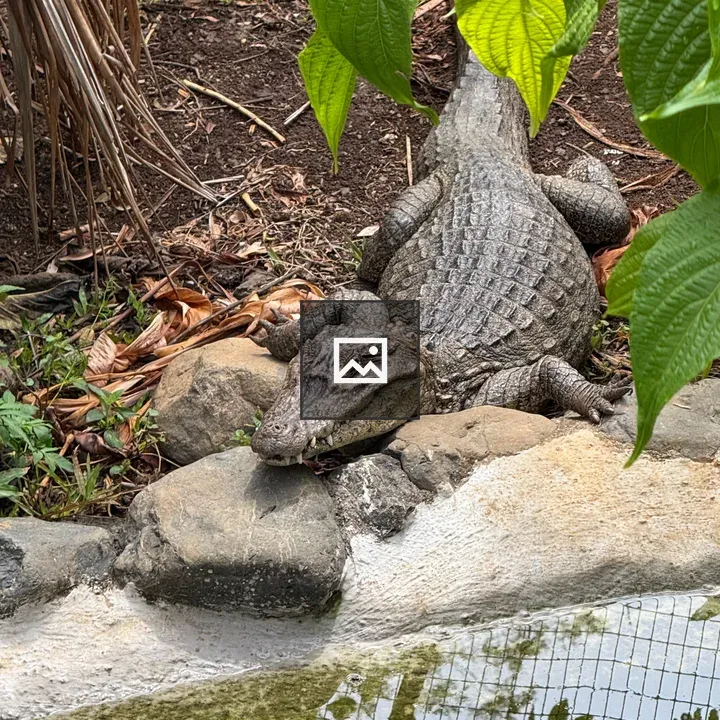 Caiman Resting by Water