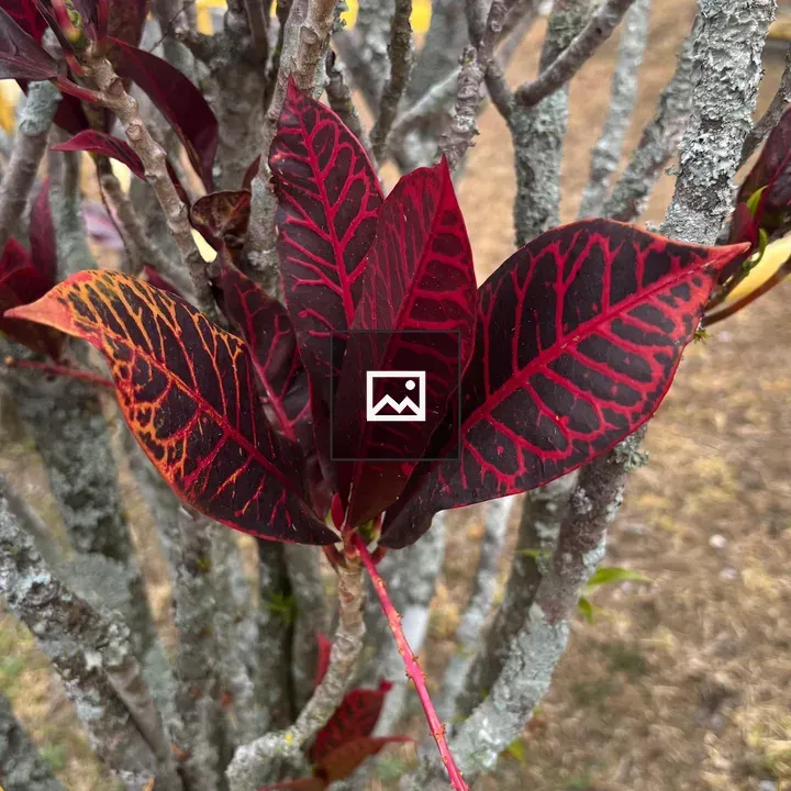 Croton Plant with Colorful Leaves