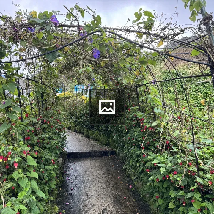 Pathway Amid Greenery with Red Flowers