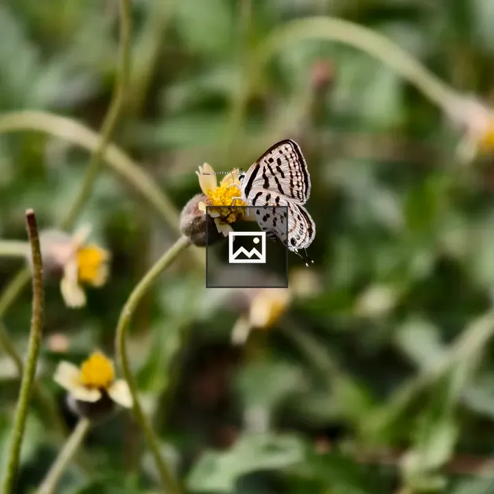 Small white butterfly on yellow flower