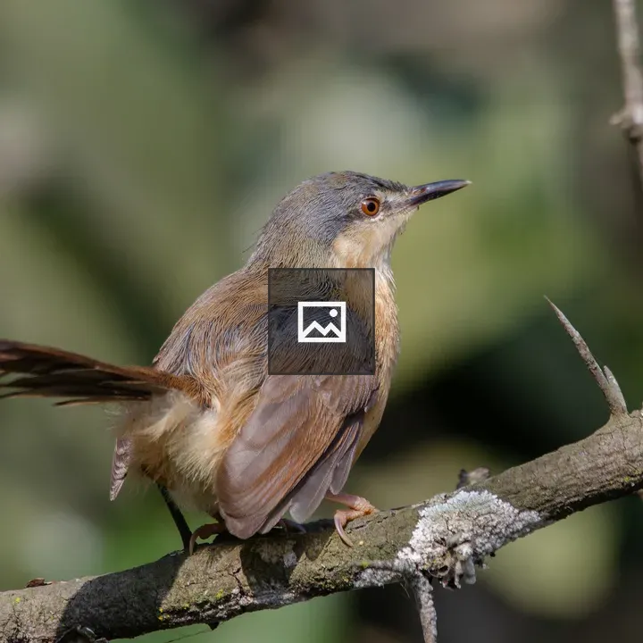 Ashy Prinia on Branch