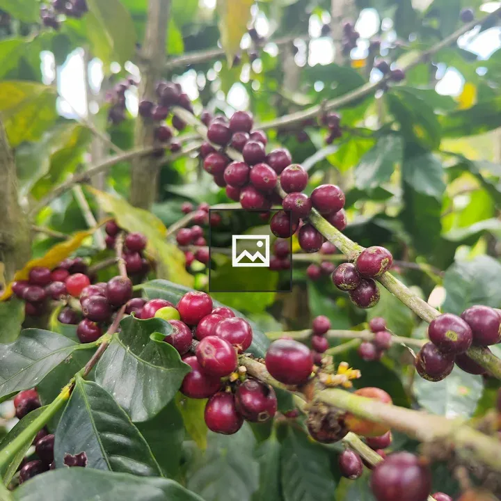 Coffee cherries among green leaves