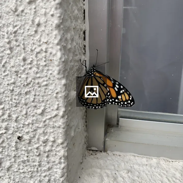 Mariposa
