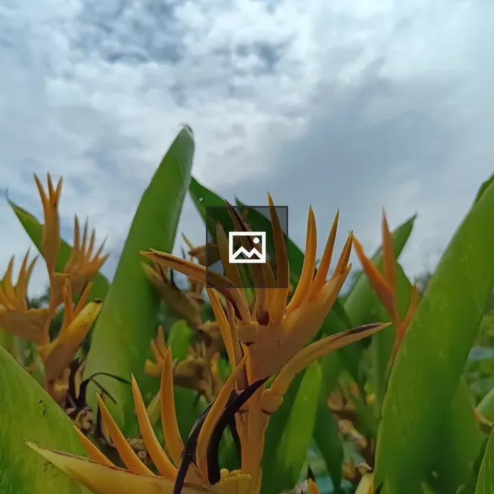 Heliconia Golden Torch Flower