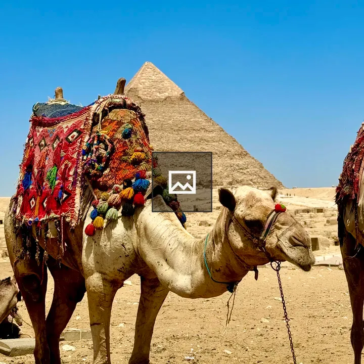 Camel and The Pyramid
