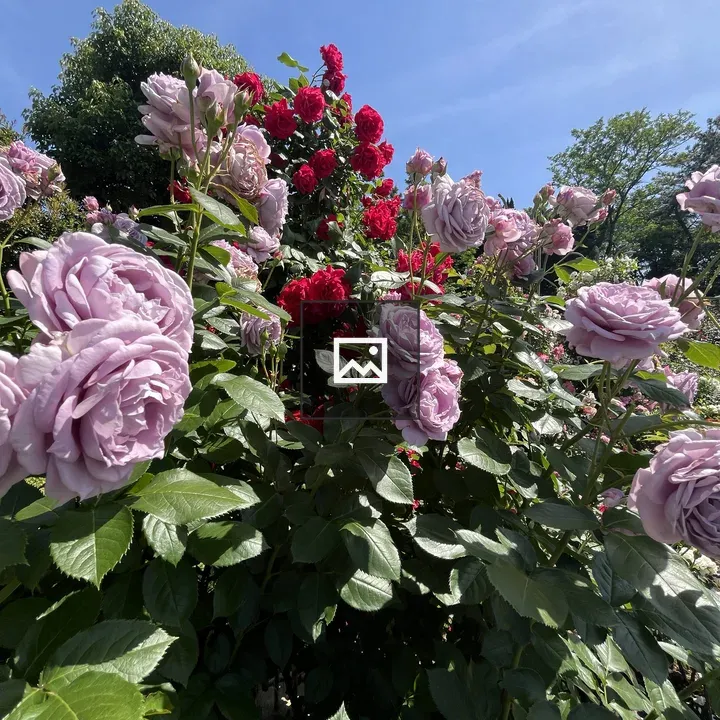 Lavender and Red Roses Display