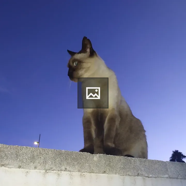 Cat on wall