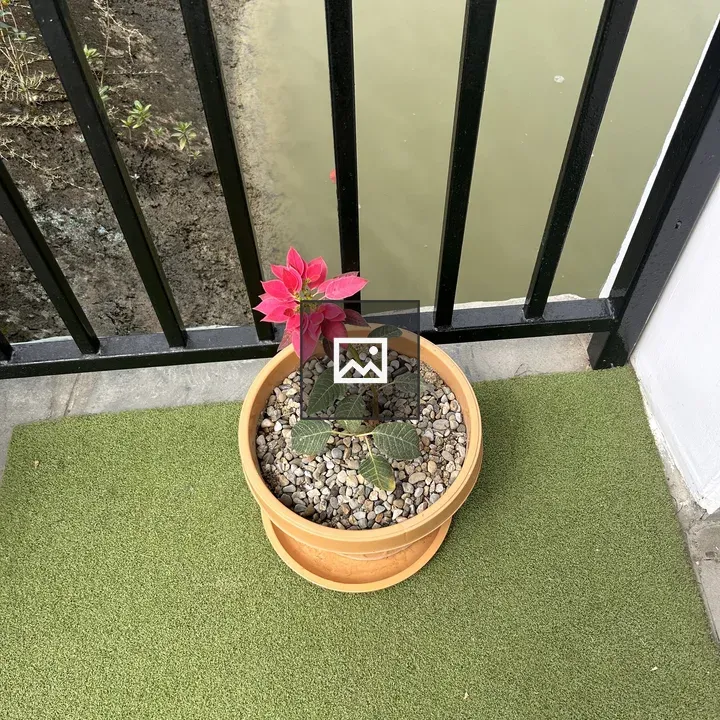 Potted plant with pink flowers