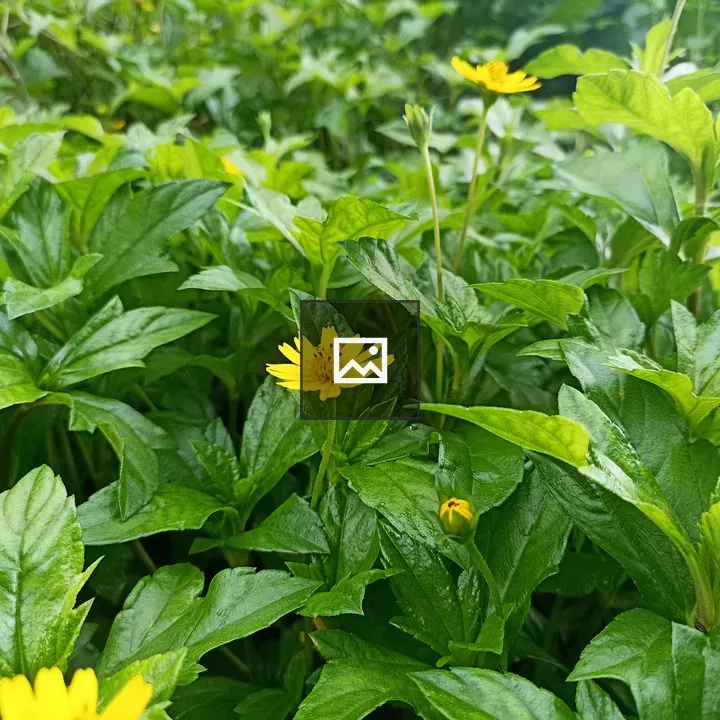 Yellow flower amid green
