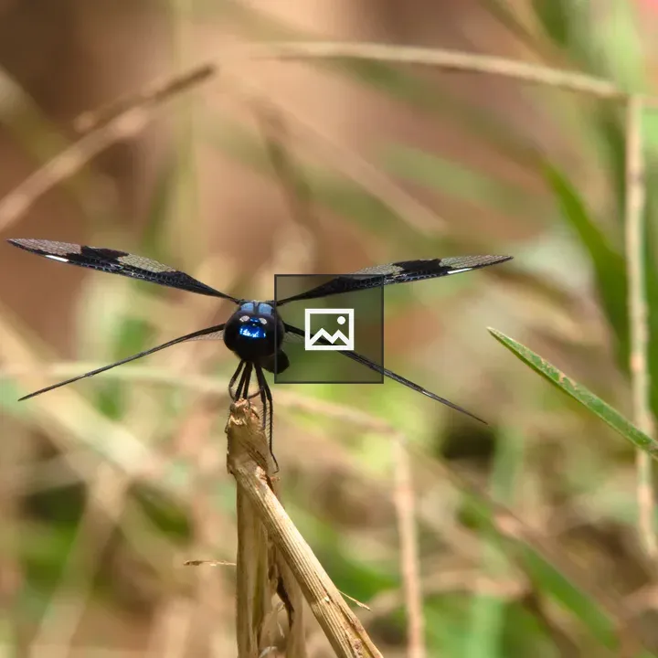 Dragonfly on Twig