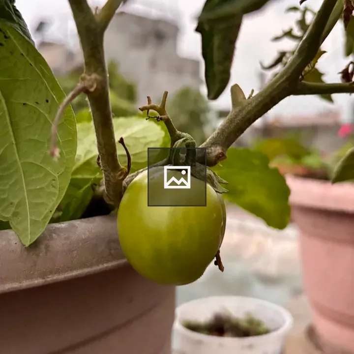 Green tomato in clay pot