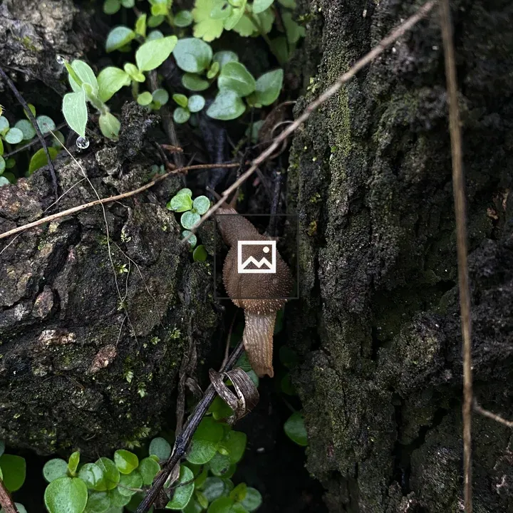 Snail on Mossy Wood Surface