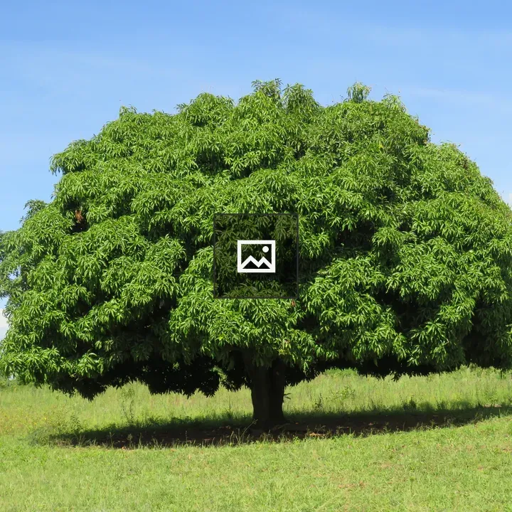 African mango tree in field