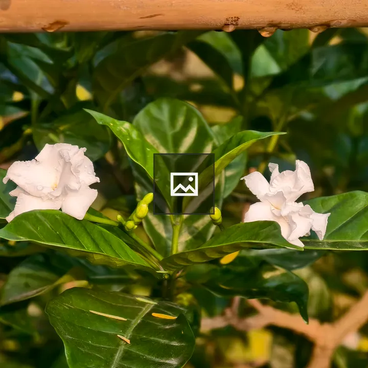 Two white gardenia flowers