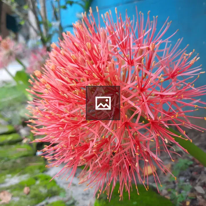 Scadoxus multiflorus Flower