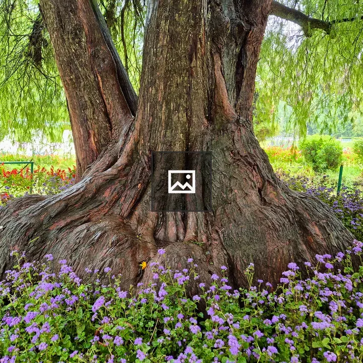 Mature tree with purple flowers